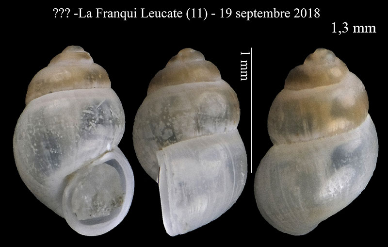 Gasteropodo enigmatico...